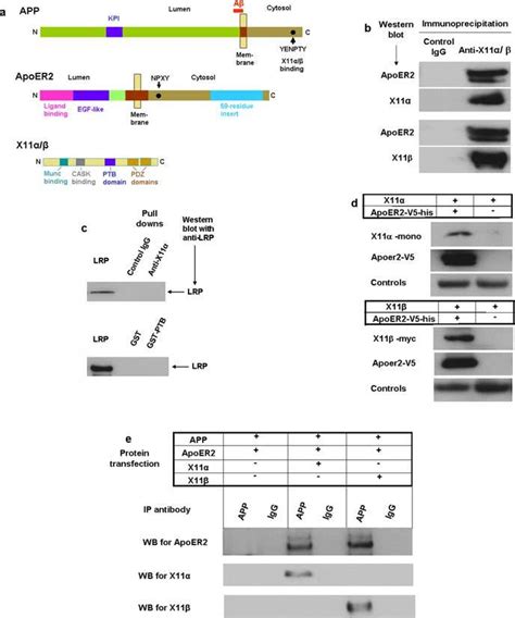 Binding Of X With Apoer A Diagrams Of Some Functional Domains Of