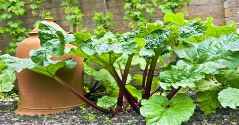 Rhubarb Companion Plants Best Worst Giy Plants