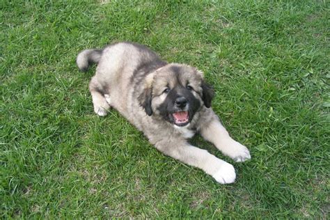 Taille et poids du chiot Berger du Caucase par mois de la naissance à l