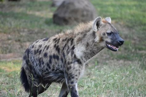 Hyena vs. Leopard: Their Key Differences & Who Wins in a Fight?