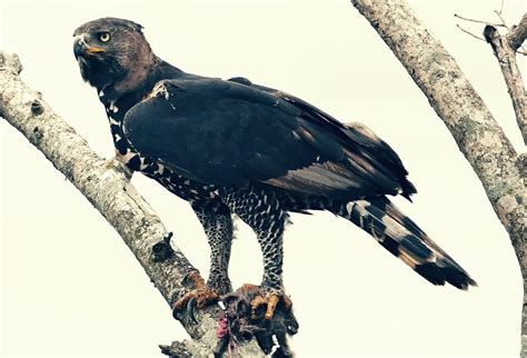 🦅 ¡estas Son Las Águilas MÁs Grandes Del Mundo