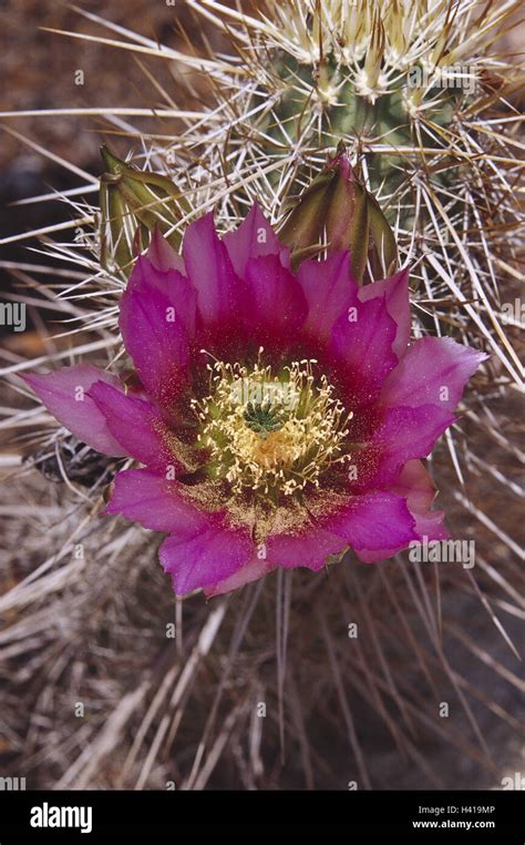 Cactus Echinocereus Engelmannii Detail Blossom Plants Plant Cacti