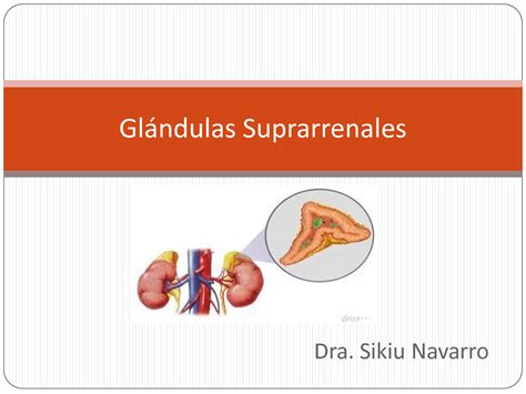 Solution Gl Ndulas Suprarrenales Studypool