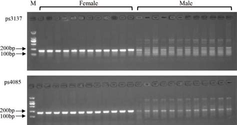 Detection Marker Ps4085 And Ps3137 In Male And Female Pelodiscus