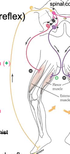 Neuroanatomy Exam Flashcards Quizlet