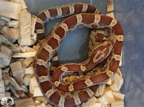 Baby Bloodred Corn Snake With Rub In Greenwich On Freeads Classifieds