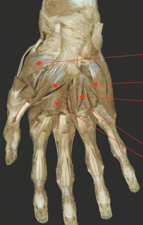 Lab 12 Hand Part 2 Diagram Quizlet