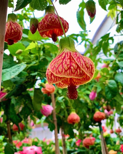 Chinese Lantern Tree