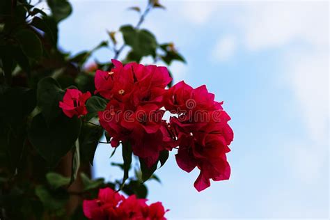 Winter Bougainvillea stock image. Image of landscape - 273698385