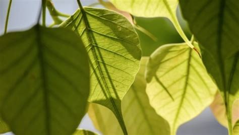 Ficus Benjamin Come Prendersi Cura Della Pianta Amica Dell Aria Pulita