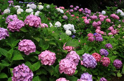 Fond D Cran Hortensia Floraison Herbes Diff Rent Gouttes Beau