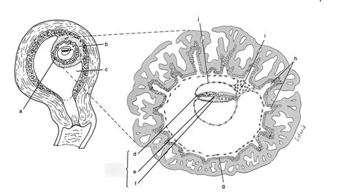 embryonic structures Diagram | Quizlet