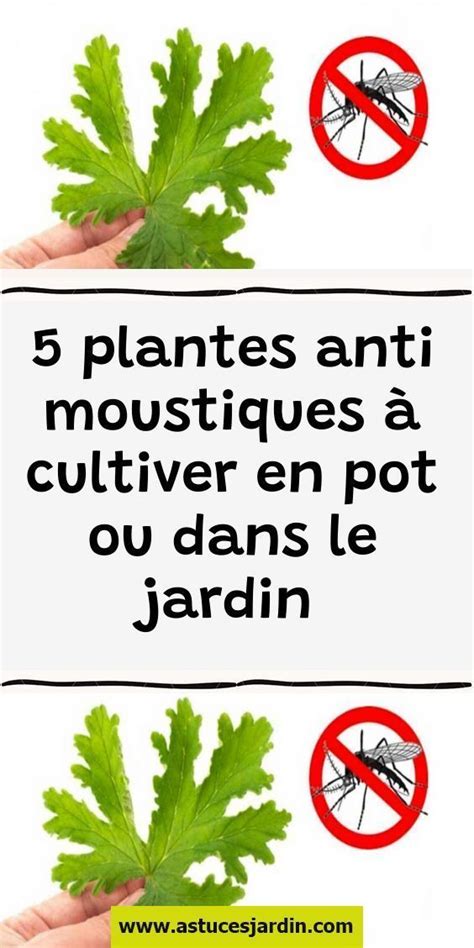 5 plantes anti moustiques à cultiver en pot ou dans le jardin Jardins