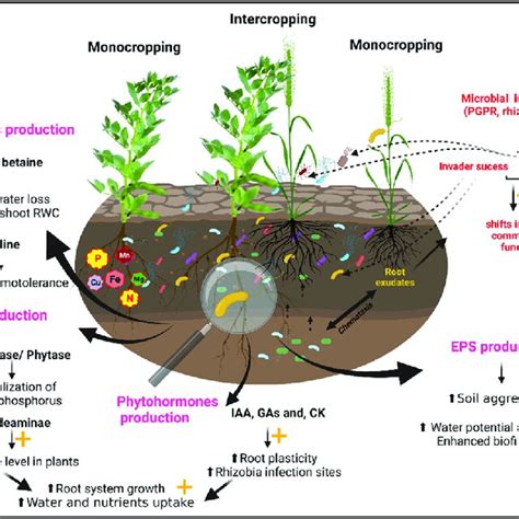 Synergistic Effects Of Microbiome And Intercropping On Plants