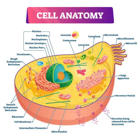 230+ Centriole Stock Illustrations, Royalty-Free Vector Graphics & Clip ...