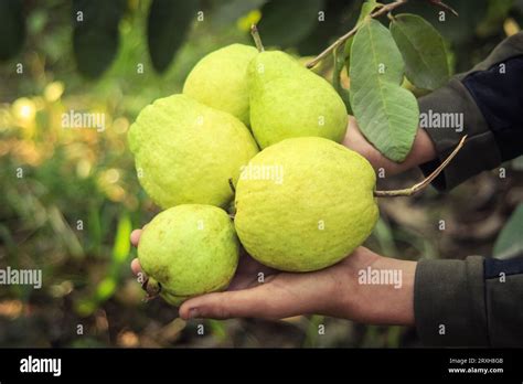 Close Up Of Riped Guava Fruit Bunch Isolated On Gardener Hand Guava Fruit Guavas Isolated On