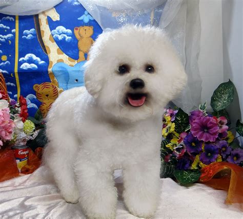 Bichon Frise Puppies For Sale Purebred Registered Bichon Frise Bichon