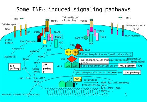 PPT Some TNF A Induced Signaling Pathways DOKUMEN TIPS