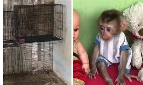 SIGN: End Horrifying Cruelty to Cambodian Baby Monkeys Forced to ...