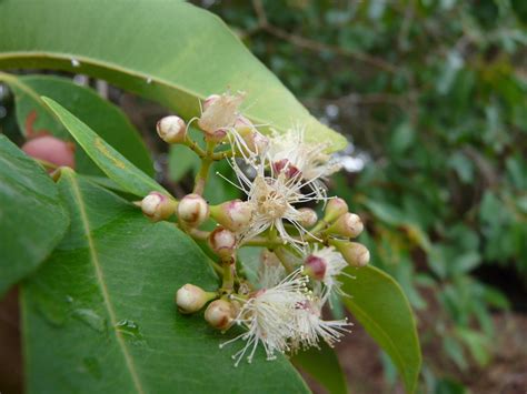 West African Plants A Photo Guide Syzygium Guineense Willd Dc