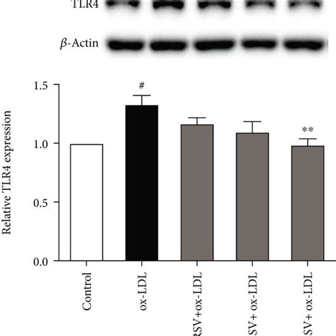 Resveratrol Inhibits Tlr4 Expression In Ox Ldl And Lps Treated Huvecs