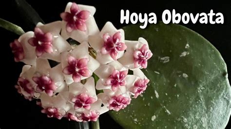 Hoya Obovata First Bloom And Care YouTube