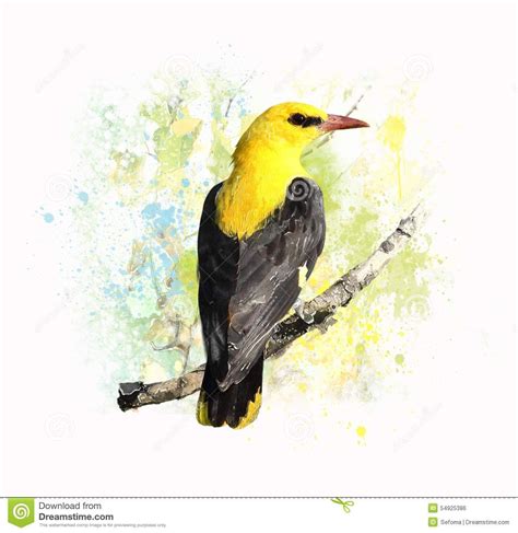 Image D Aquarelle De Loriot D Or D Oiseaux Illustration Stock