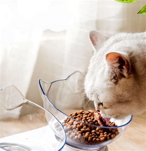 Buat Bulu Kucing Makin Lebat Ini Dia 4 Rekomendasi Makanan Kucing