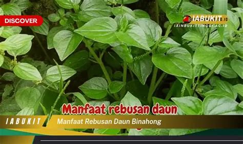 Banyak Yang Belum Tahu Inilah 20 Manfaat Rebusan Daun Binahong Yang