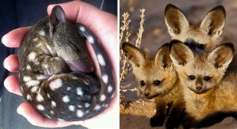 10 Rare Animal Babies Youve Probably Never Seen Before Viral Rang