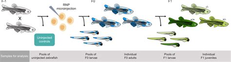 Overview Of CRISPR Cas9 Genome Editing In Zebrafish Genome Editing Was