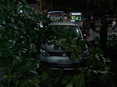 G1 Árvore cai na Av Adhemar de Barros e atinge carro em Salvador