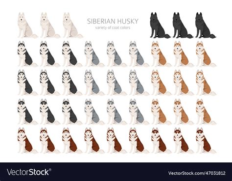 Siberian husky clipart all coat colors set Vector Image