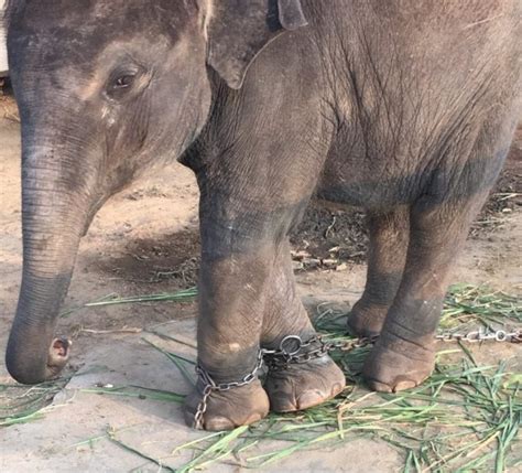 Tragis Kaki Bayi Gajah Di Thailand Ini Dirantai Dan Dipaksa Untuk