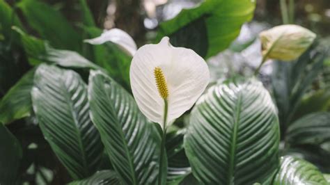 Los Trucos De La Abuela Para Que Tu Planta Cuna De Mois S Florezca Y