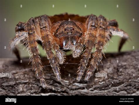 Wraparound spider hi-res stock photography and images - Alamy