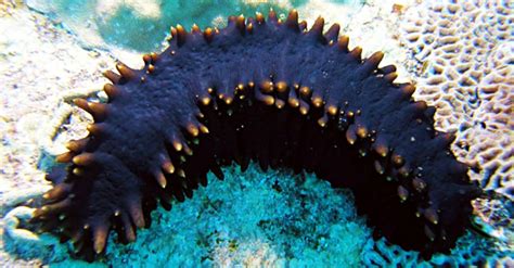 Sea Cucumber Defense Mechanism