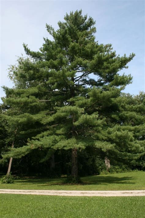 Eastern White Pine The Morton Arboretum