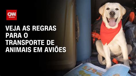 Veja as regras para o transporte de animais em aviões CNN NOVO DIA