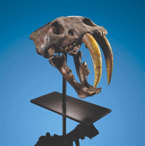 Saber Toothed Cat Fossil Still Hasnt Found New Home Beverly Press