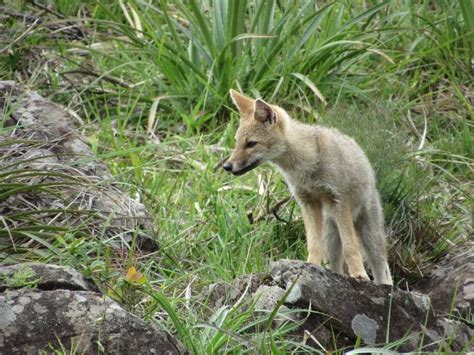 Pampas Fox - Facts, Diet, Habitat & Pictures on Animalia.bio