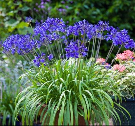 Agapanthus Brillant Blue Horticulture Dumont