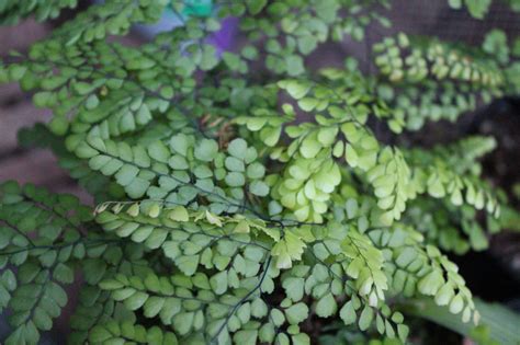 Photo #57915 | Adiantum venustum | plant lust