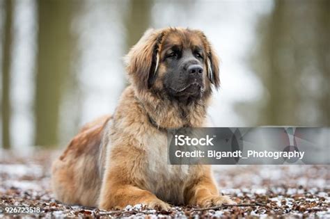 Leonberger Dog Black