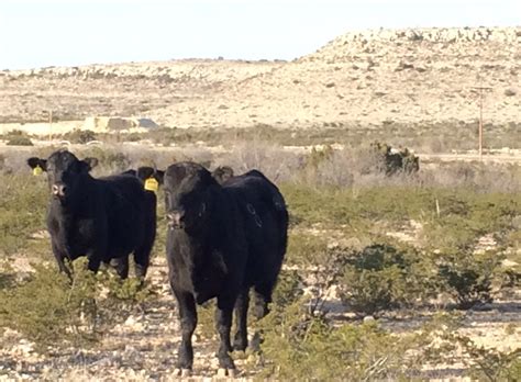 9th Annual Angus Bull Sale March 10, 2015 - McKenzie Land and Livestock