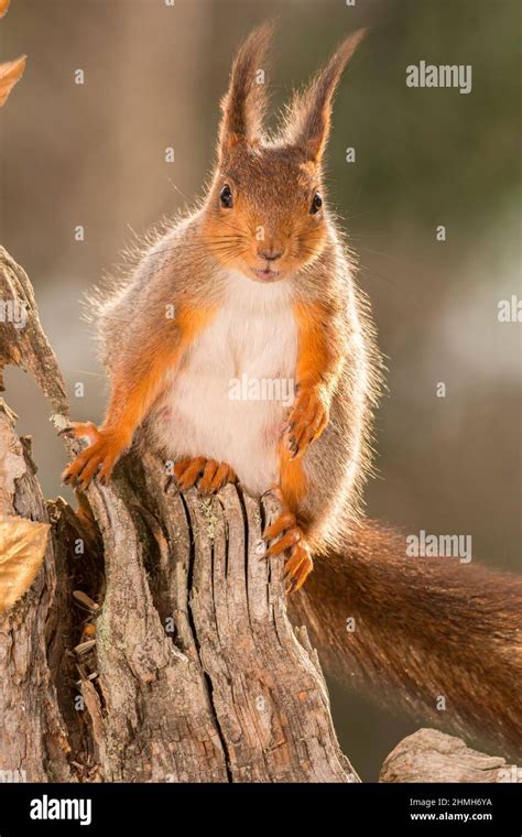 Sonne hinter einem baum Fotos und Bildmaterial in hoher Auflösung Alamy