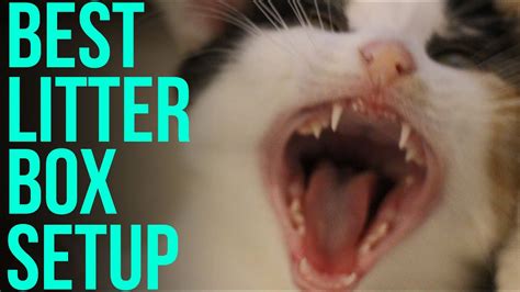 The Best Litter Box Setup Youtube