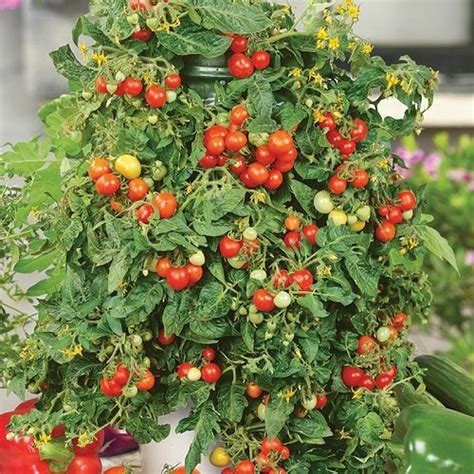 11 Best Tomato Varieties For Hanging Baskets Balcony Garden Web