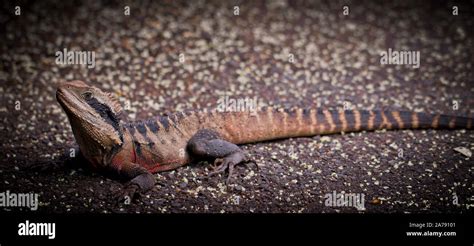 Australian Eastern Water Dragon Lizard Hi Res Stock Photography And