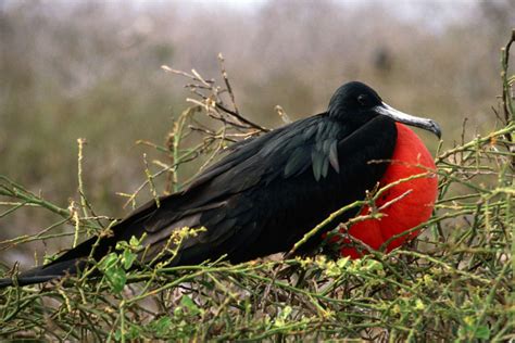 Galapagos Wildlife Pictures